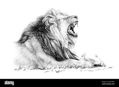 Hand drawn lion roar, sketch graphics monochrome illustration on white background (originals, no ...