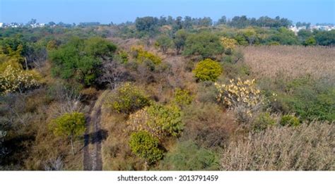 Yamuna Biodiversity Park Located On Yamuna Stock Photo 2013791459 ...