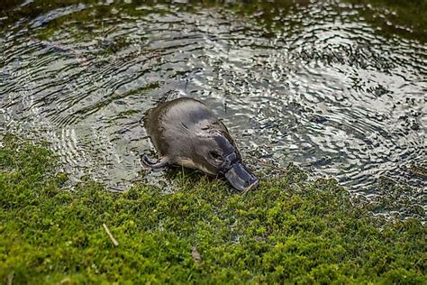 Where Do Platypus Live? - WorldAtlas.com