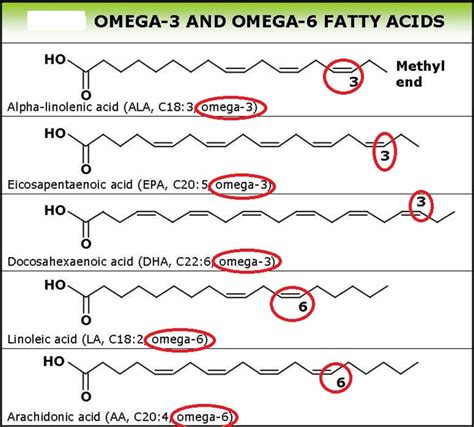 Healthy fats