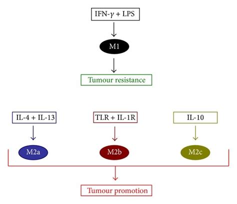 Monocyte and macrophage differentiation. Immature monocytes, released... | Download Scientific ...