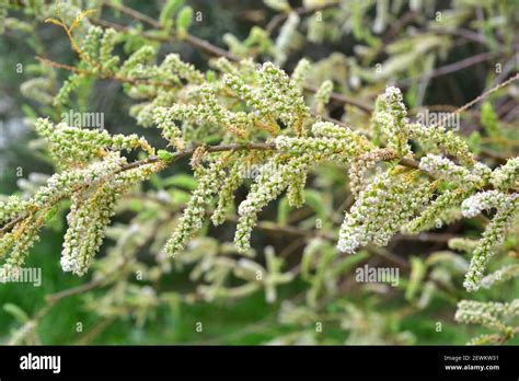 Taray o atarfe (Tamarix boveana) is a shrub or small tree native to ...