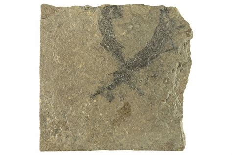 Two Carboniferous Spiny Shark (Acanthodes) Fossils - Siberia (#228892 ...