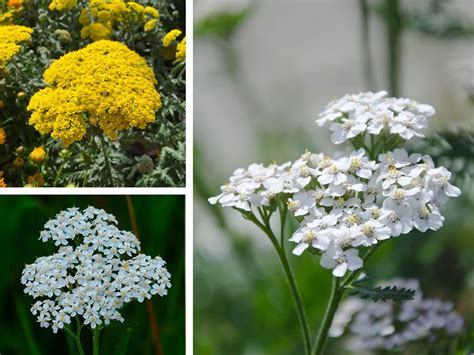 The Many Facets of Yarrow Flower Meaning and Interpretation - Rose Meaning