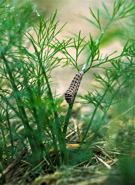 Create a Beautiful Butterfly Garden with These Plants