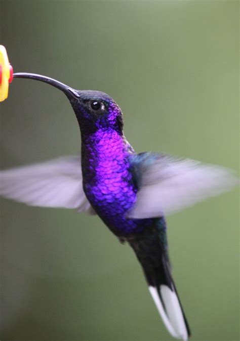 Blue-throated Goldentail at CATIE | Hummingbird pictures, Beautiful ...