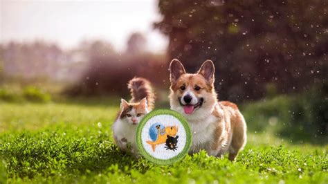 Pets Merit Badge ⚜️: Requirement and Answers - Scoutles.com