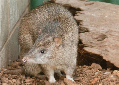 Northern Brown Bandicoot - Profile | Traits | Facts | Habitat | Diet ...