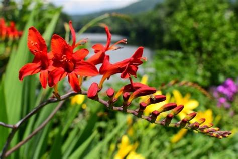 Crocosmia Companion Plants - DIY Garden Minute Ep. 93 - Spoken Garden