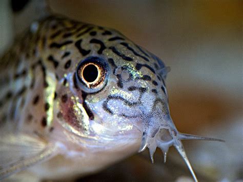 Cory Catfish | Flickr - Photo Sharing! Animals Live In Water, Axolotl ...