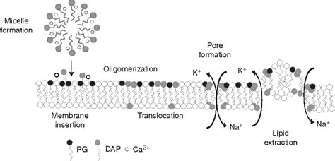 Figure 2 from Mechanism of Action and Resistance to Daptomycin in Staphylococcus aureus and ...