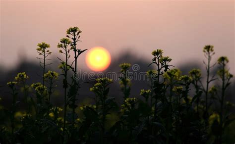 Sunset Behind a Mustard Field Stock Image - Image of green, clear: 40669715