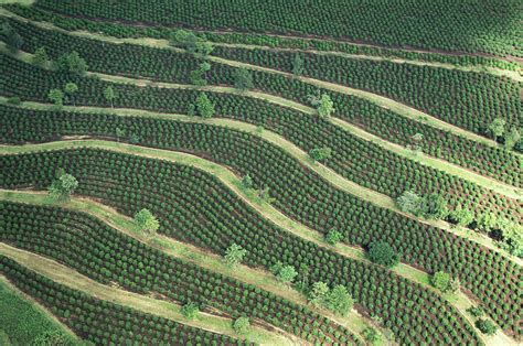 Kenya, Coffee Plantations, Aerial View by Philippe Bourseiller