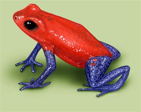 Blue Poison Dart Frog Habitat