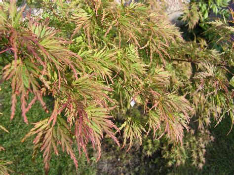 Seiryu Japanese Maple for sale at Maples N More Nursery