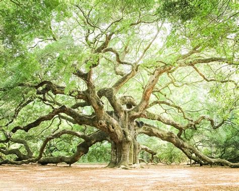 Charleston Art Low Country Live Oaks Angel Oak Fine Art