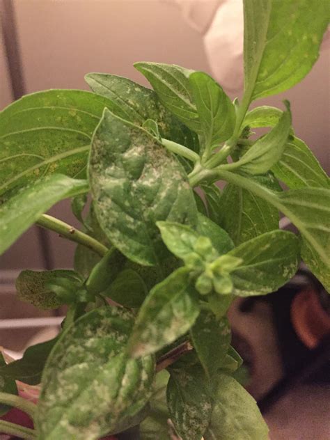 Basil | White spots on basil?