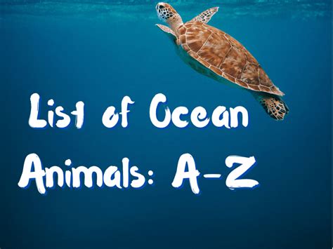 Ocean Animals