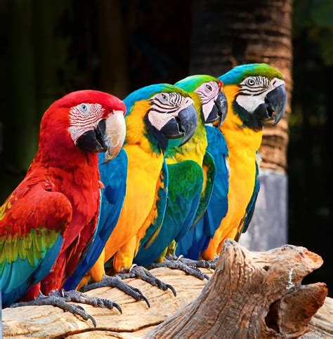 Severa Yellow and Scarlet Macaws sitting in a row | Pet birds, Macaw, Parrot pet