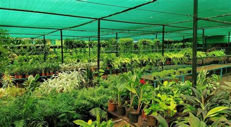 Wholesale Plant Nursery Chennai | Karuna Nursery Garden