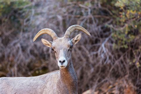 Buck Goat Names - 110+ Good Names For A Buck And Billy Goat