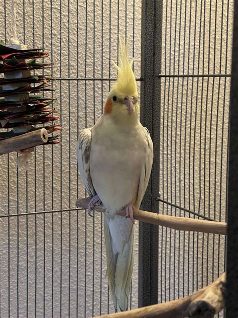 Male Cockatiels For Sale