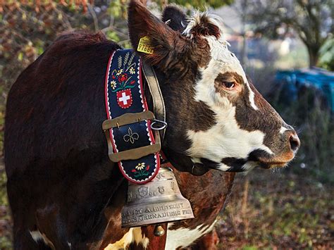 Why Do Cows Wear Bells In Switzerland - All About Cow Photos