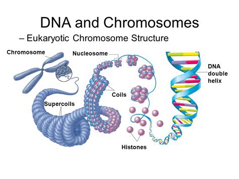 ยีนและโครโมโซม: โครงสร้างของโครโมโซม (Structure of Chromosome)