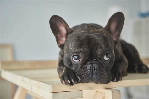 Is the Frug one the cutest dogs in the world? - K9 Web