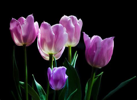 Tulips in the Light Purple Pink and White Photograph by Wendy Thompson ...