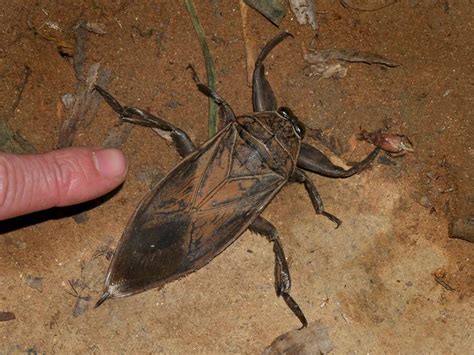 Why The Giant Water Bug Is The Stuff Of Nightmares