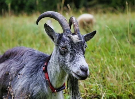 Goat Gray Animal Domestic - Free photo on Pixabay