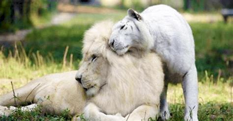 See The ONLY Known White "Liger" Cubs, And They Are Adorable! - We Love All Animals