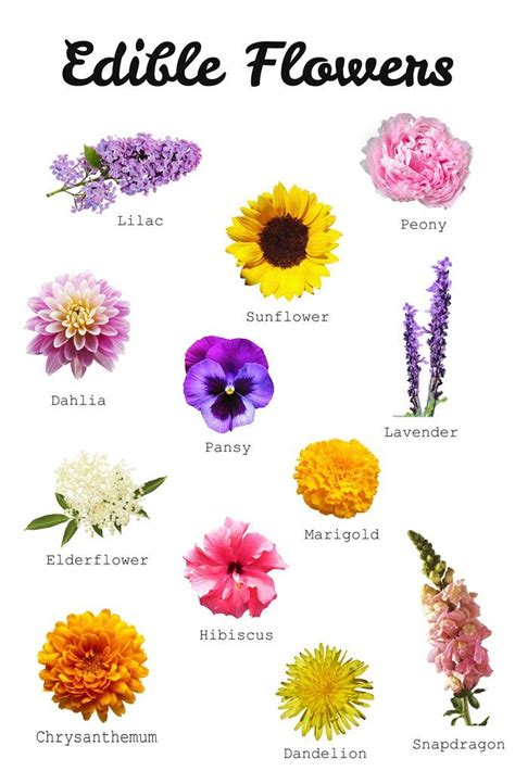 Your Guide To Edible Flowers | Edible flowers, Flower food, Edible ...