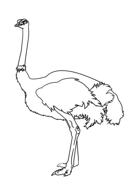 Great Ostrich coloring page - Download, Print or Color Online for Free