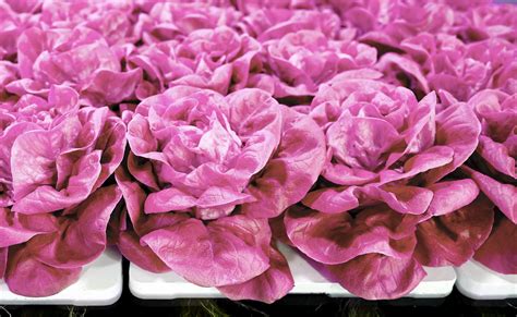 What Is Pink Lettuce? Meet Instagram's New Photo-Friendly Food - Newsweek