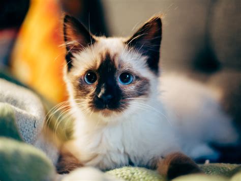 Wallpaper Cute furry kitten, blue eyes 3840x2160 UHD 4K Picture, Image