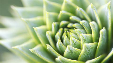 green plant again | high resolution version dl.dropbox.com/u… | Flickr