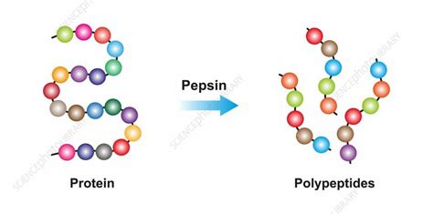 Pepsin enzyme function, illustration - Stock Image - F038/1032 - Science Photo Library