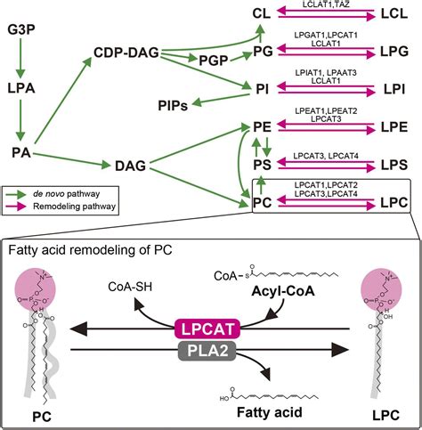 Diversity and function of membrane glycerophospholipids generated by ...