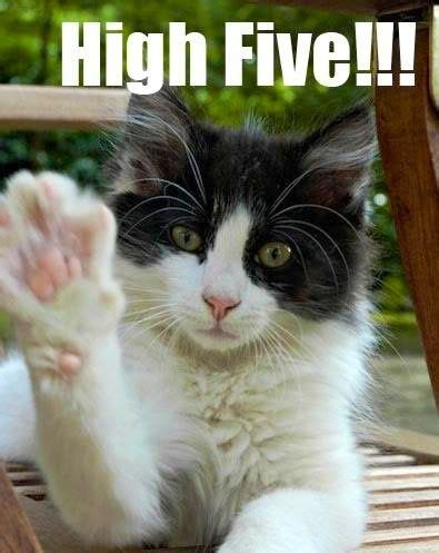 High Five cat | Cat captions, Best cat memes, Cats