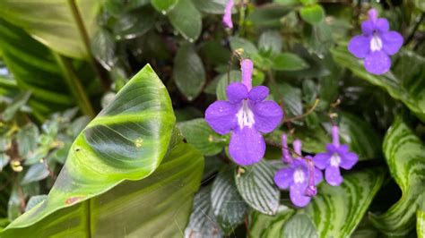 12 Streptocarpus Varieties: 'Once You Have One, You Want Another, And Then Another ...