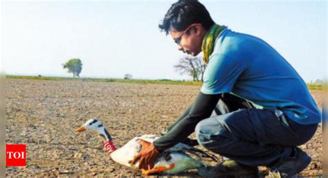 113 migratory birds of 37 species ringed at Jayakwadi bird sanctuary | Aurangabad News - Times ...