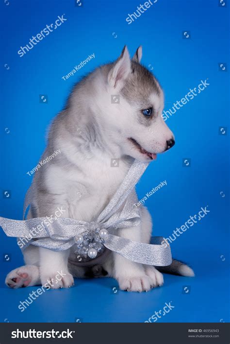 Grey Husky Puppy Stock Photo 46956943 : Shutterstock