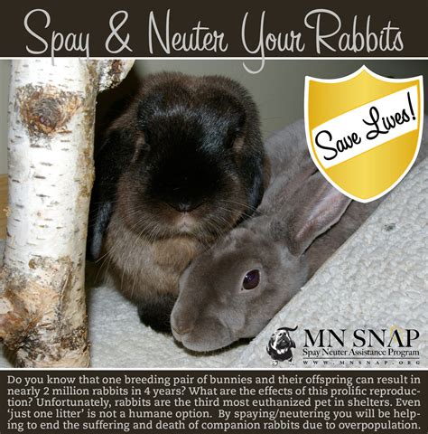 Minnesota Spay Neuter Assistance... - Minnesota Spay Neuter Assistance Program | Adopt a bunny ...