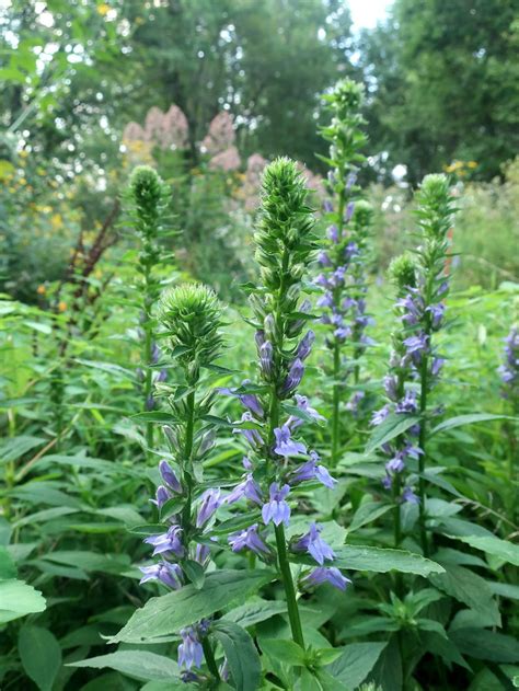 Lobelia siphilitica / Great Blue Lobelia – Wild Ridge Plants