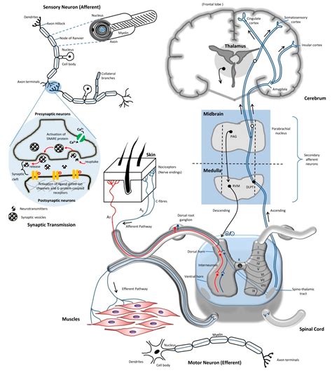 IJMS | Free Full-Text | General Pathways of Pain Sensation and the ...