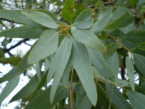 Facts About the Eucalyptus Tree: Description and Uses - HubPages