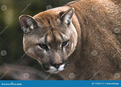 Puma Puma concolor stock image. Image of montain, panther - 113937117