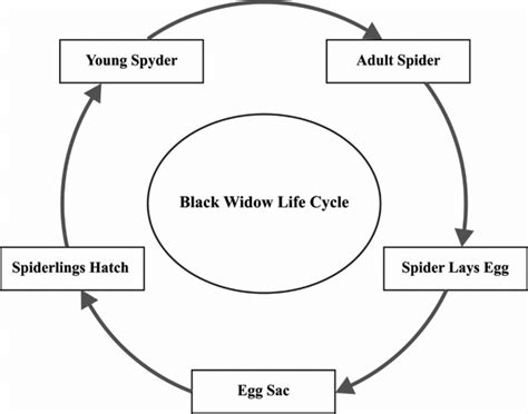 The lifecycle of black widow | Download Scientific Diagram